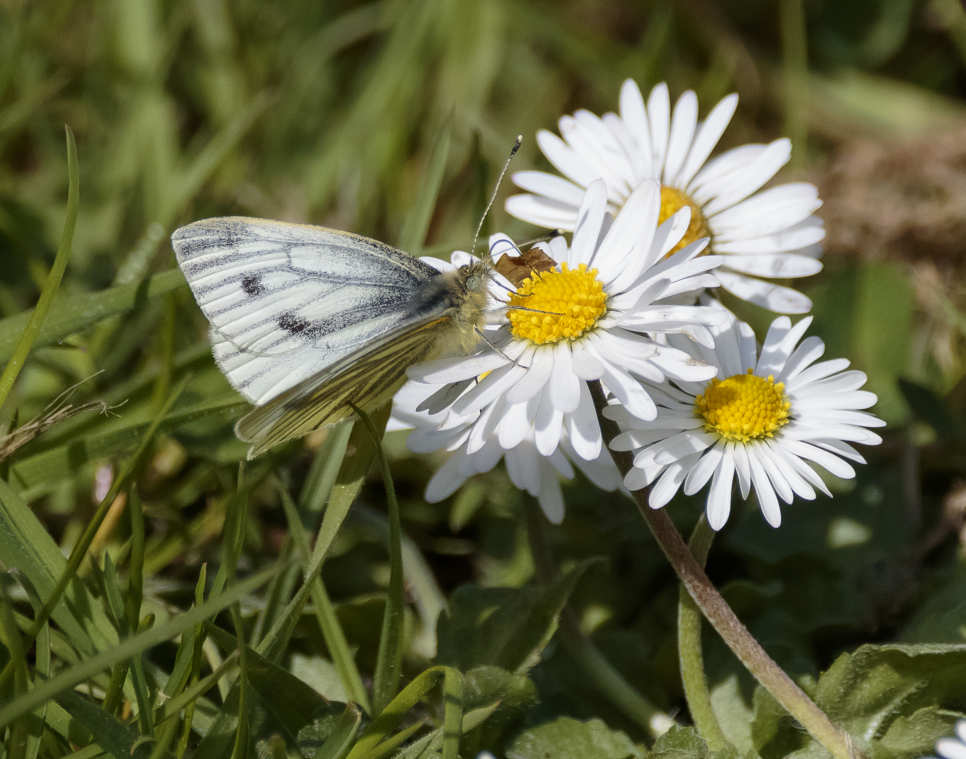 Bright Sun and Butterflies